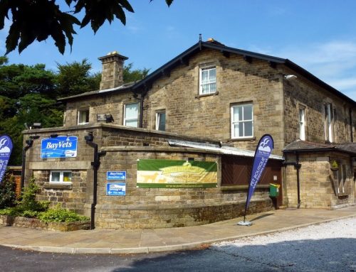 Bay Vets – Important News