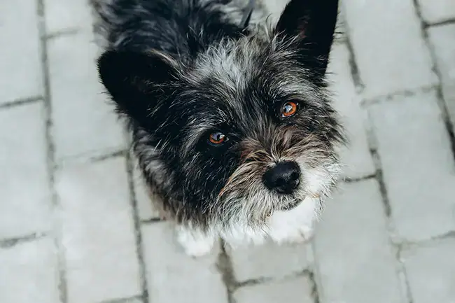 dog-eye-conditions