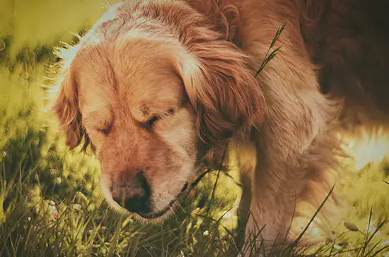 reverse dog sneezing content